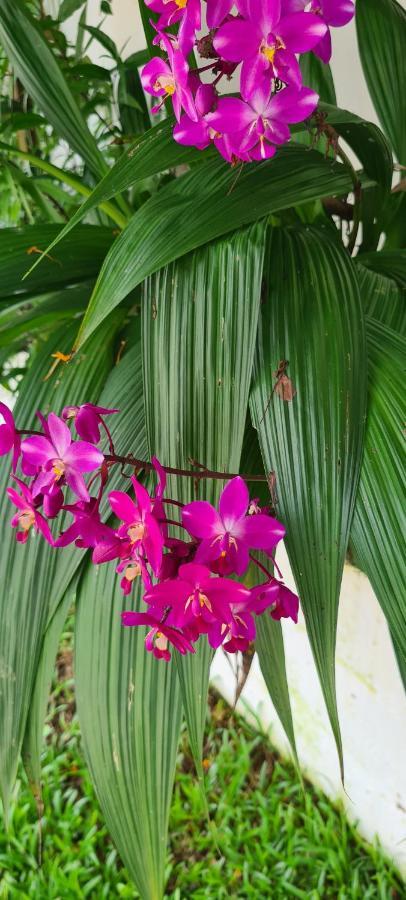Harmony Self-Catering Apartments Beau Vallon  Dış mekan fotoğraf